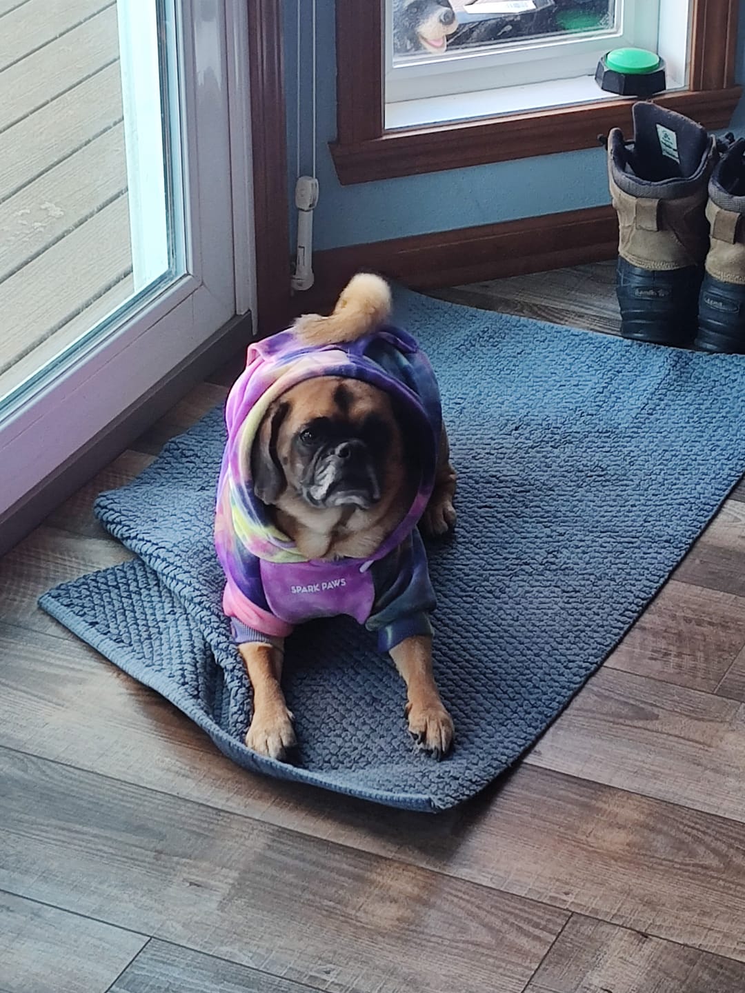 Customer photo review of Velvet Dog Hoodie - Berry Lemonade