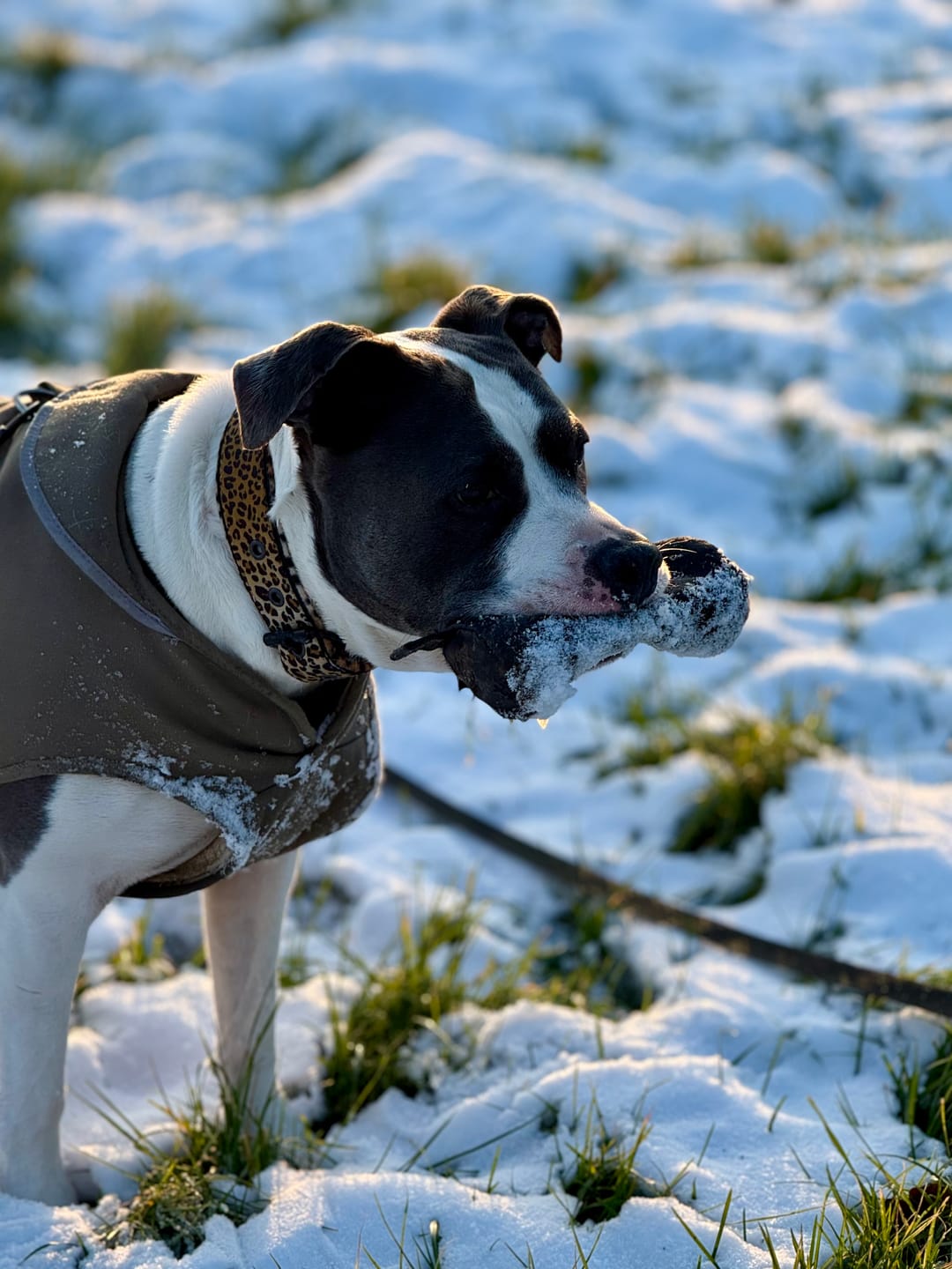 Customer photo review of Active Komfort Leopard - Brett slitstarkt hundhalsband med spänne
