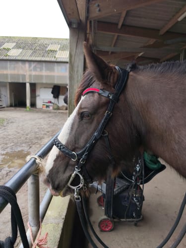 Customer photo review of Odessa Bonita Multi bridle padded - MASEGO bit to bitless system - SILVER