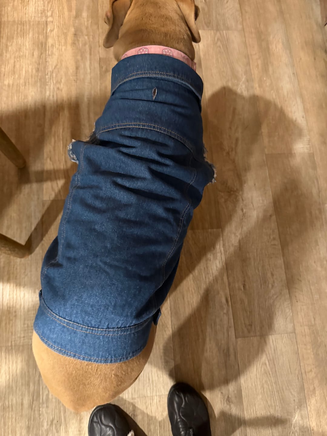 Customer photo review of Denim Dog Vest Raw Blue - Unpatched