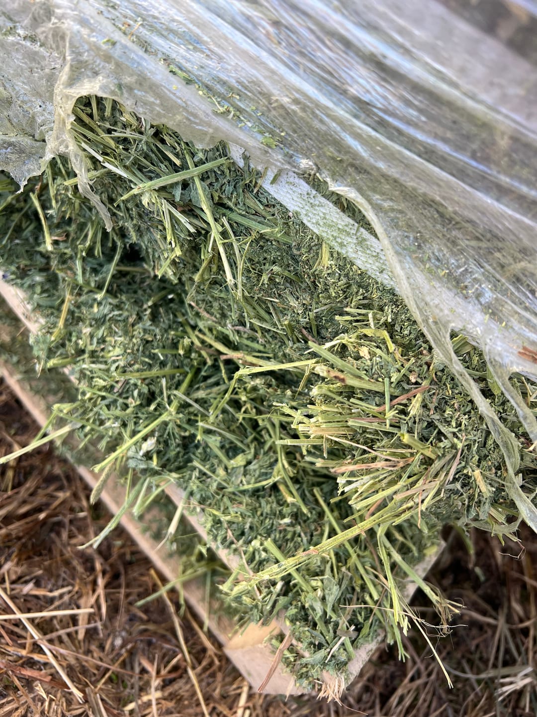 Customer photo review of Western Steamed Alfalfa (Click here for Qty Discount) - 18 Bale Bundle! Includes delivery and ground level stacking with our forklift too!