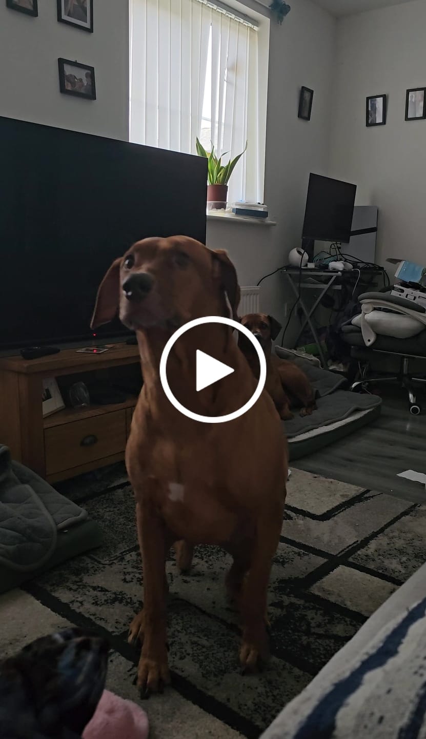 Customer video review of Welsh Lamb Dry Food