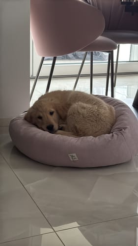 Customer photo review of Cuccia Tonda Mattias Rosa Tenue (Soft Touch)