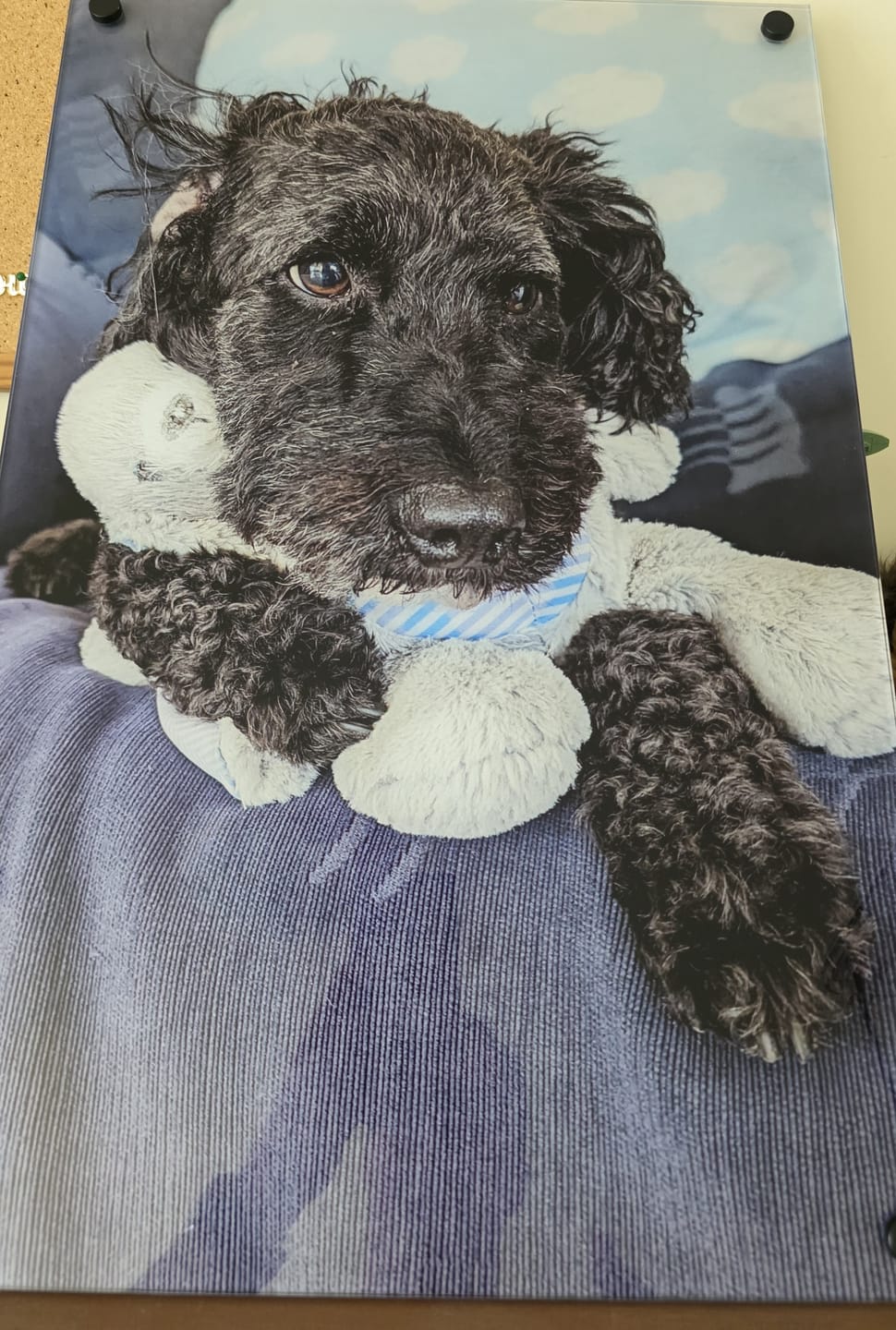 Customer photo review of Acrylic Wall Print