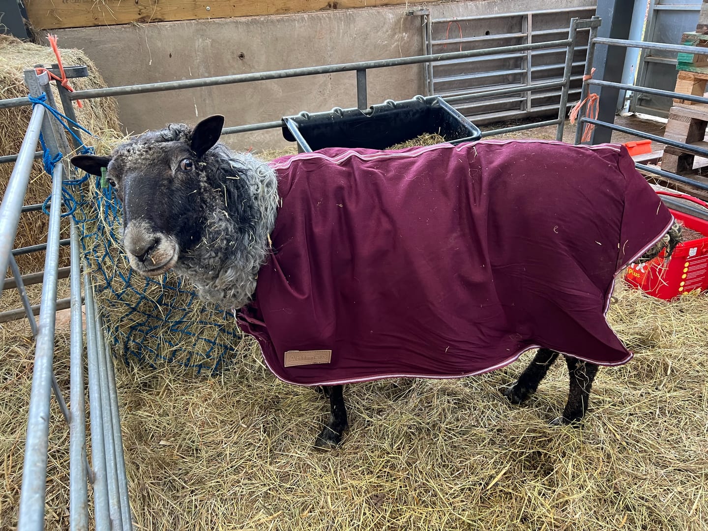 Customer photo review of Travel & Show Sheep Coat