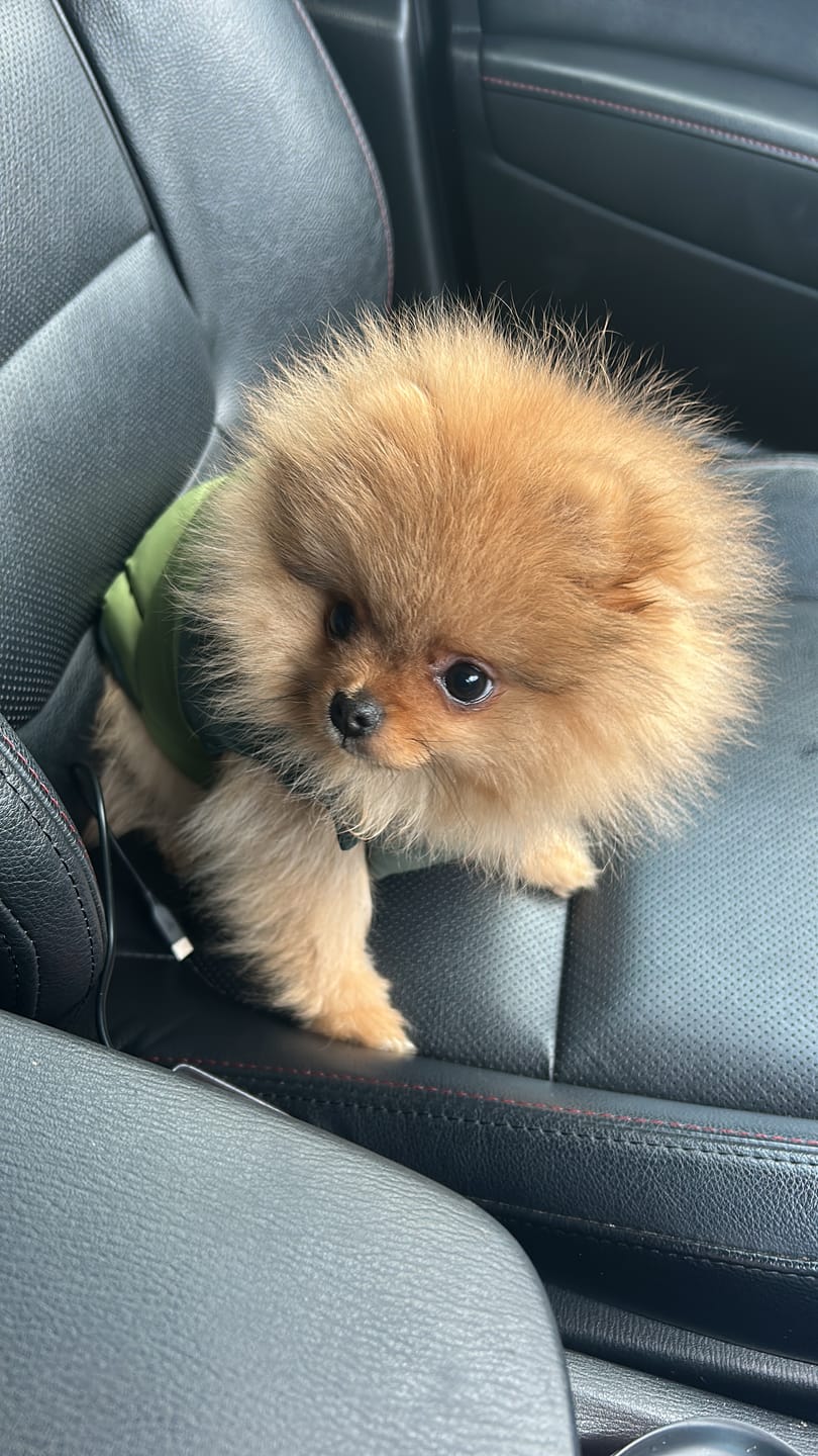 Customer photo review of PuffShield Winter Jackets