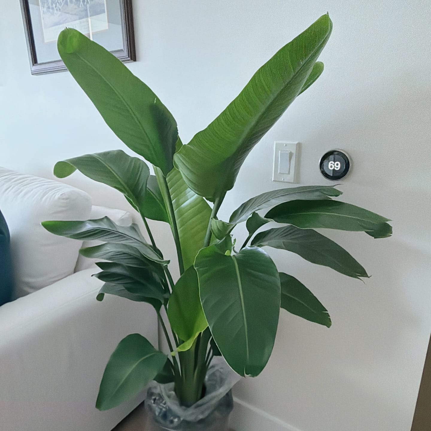 Customer photo review of Bird of Paradise White, Strelitzia Nicolai