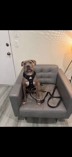 Customer photo review of No Pull Bully Proof Harness