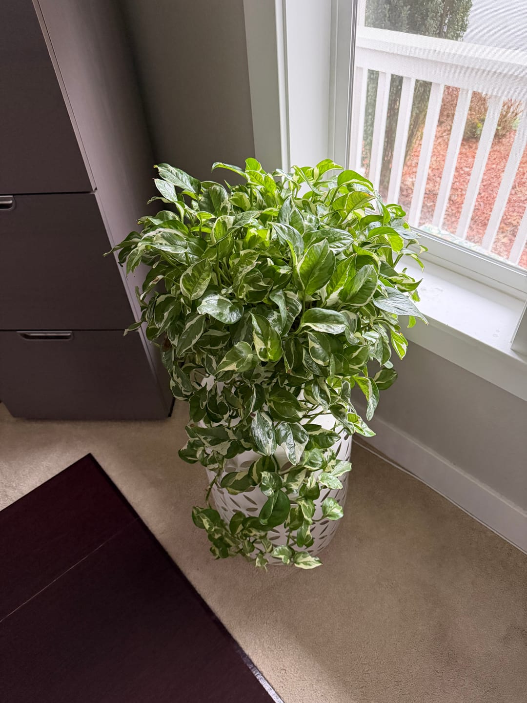 Customer photo review of Soil Refresh