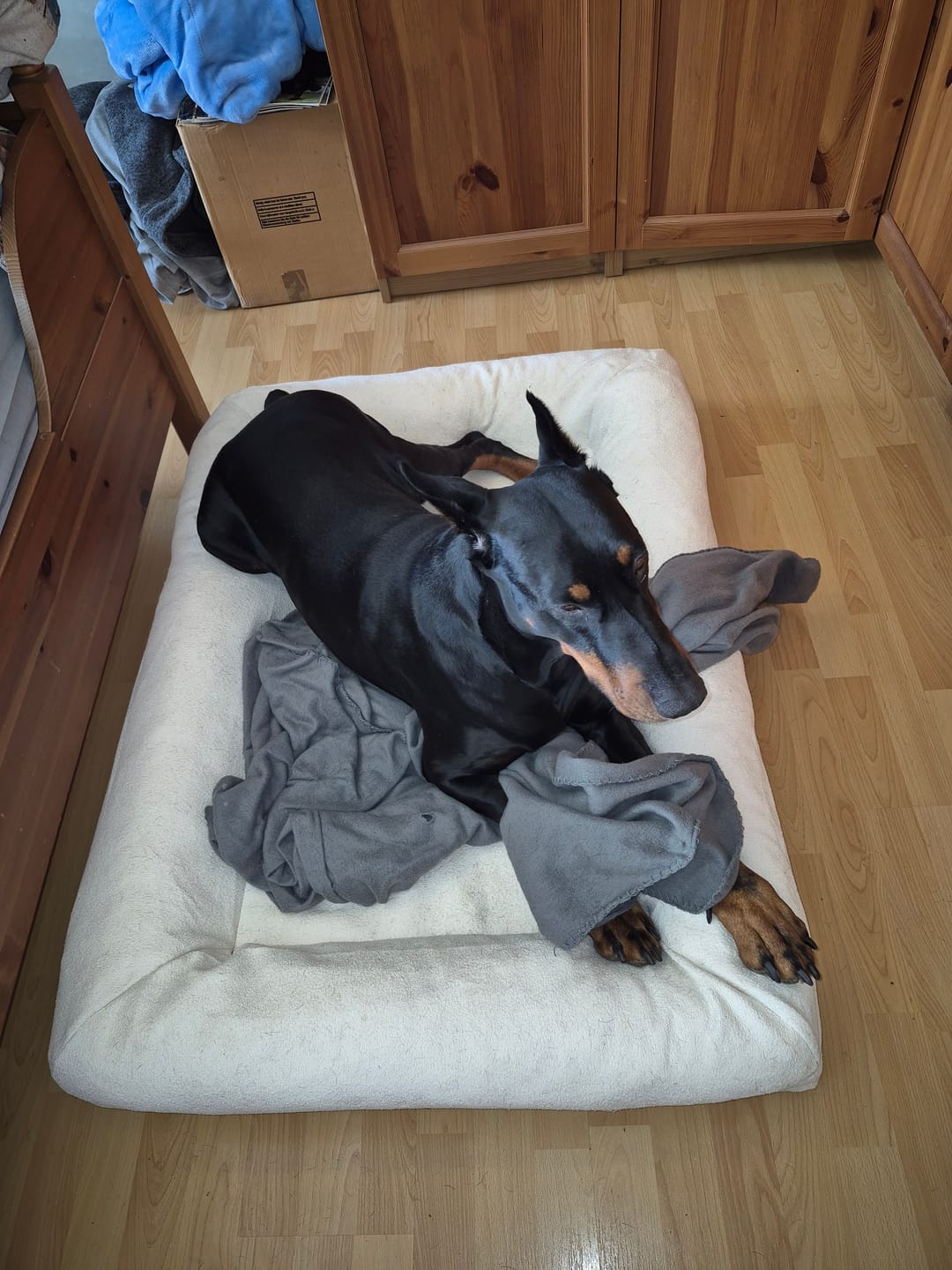 Customer photo review of Pet Perfect Orthopedische Hondenmand - Model 2