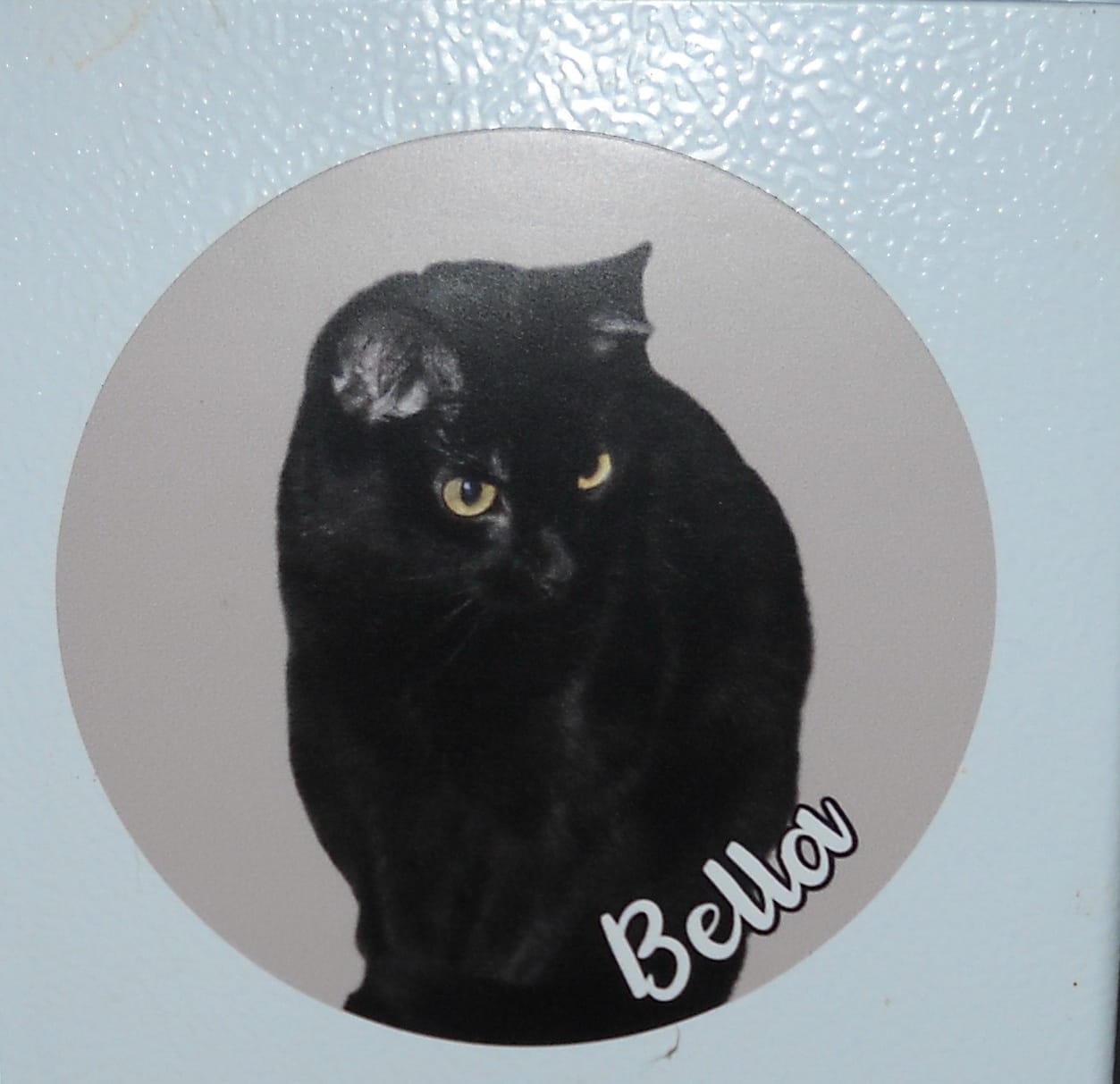 Customer photo review of Your photo - Personalized Car Magnet