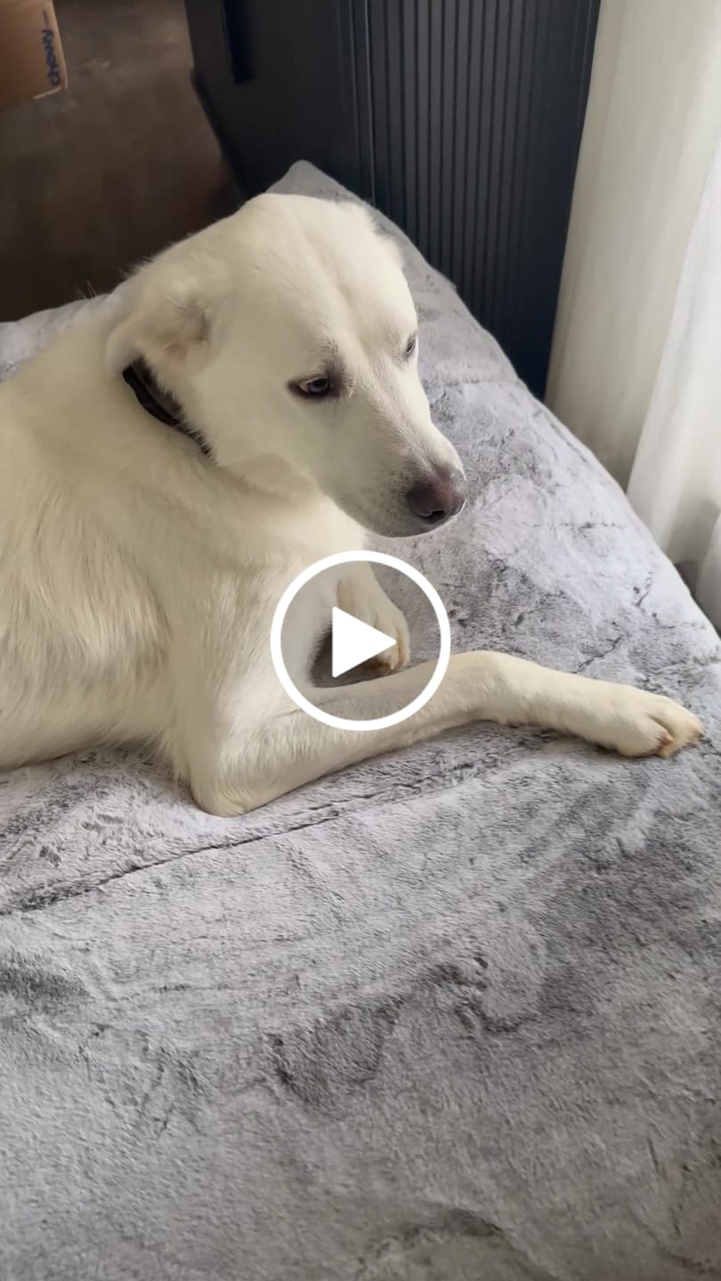 Customer video review of Neakasa S1 Lite 5-in-1 Pet Grooming Vacuum Kit