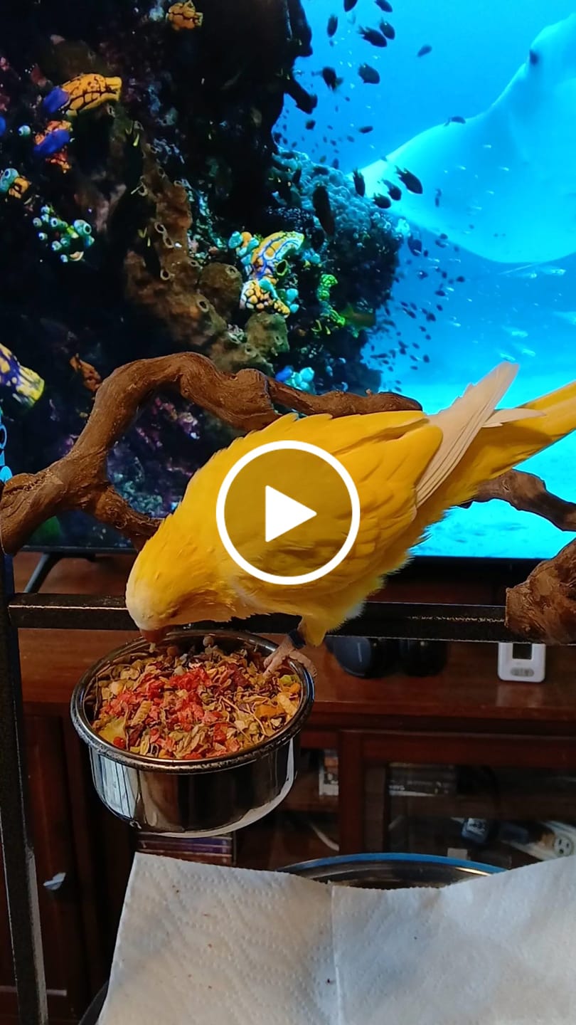 Customer video review of Bird Bites Freeze Dried Chop - Totally Veggies - No Fruit