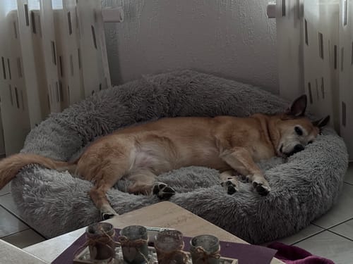 Ein älterer, hellbrauner Hund schläft zusammengerollt in einem großen, flauschigen Hundebett Fluffy Plus.