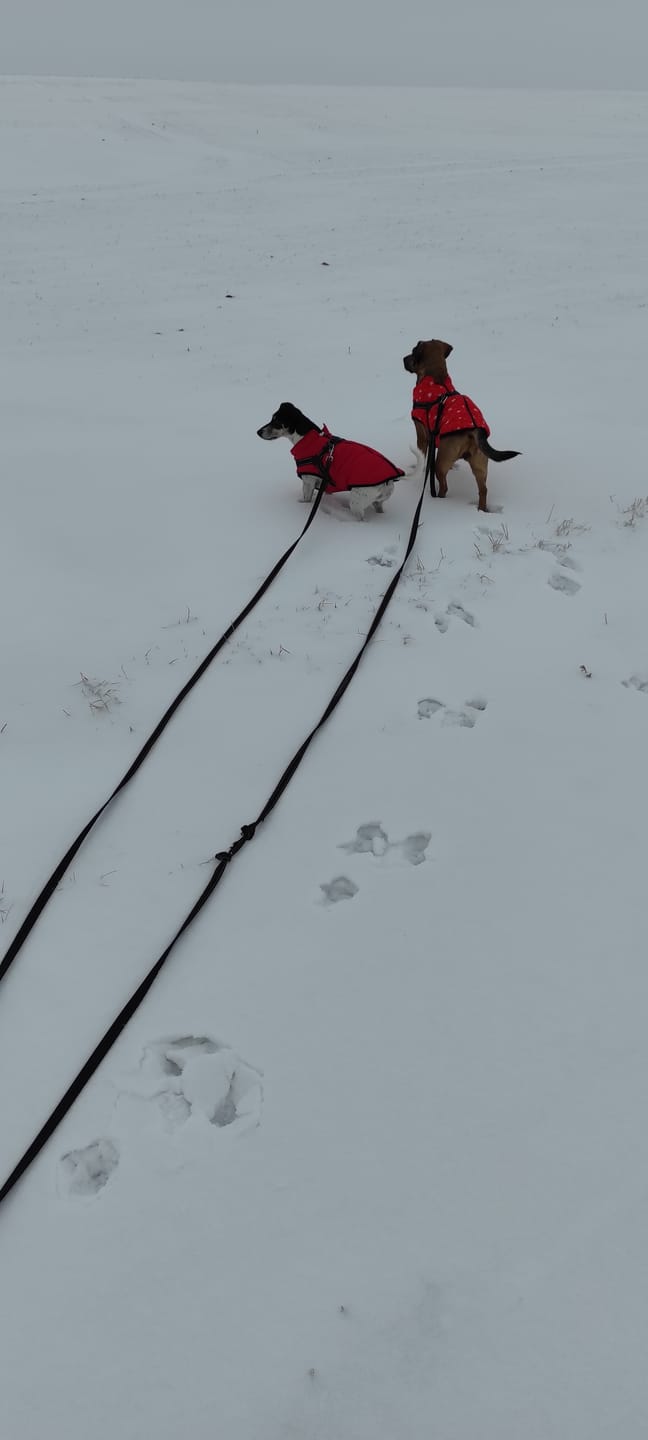 Customer photo review of Emmalove - Wasserdichter Hundemantel Extreme