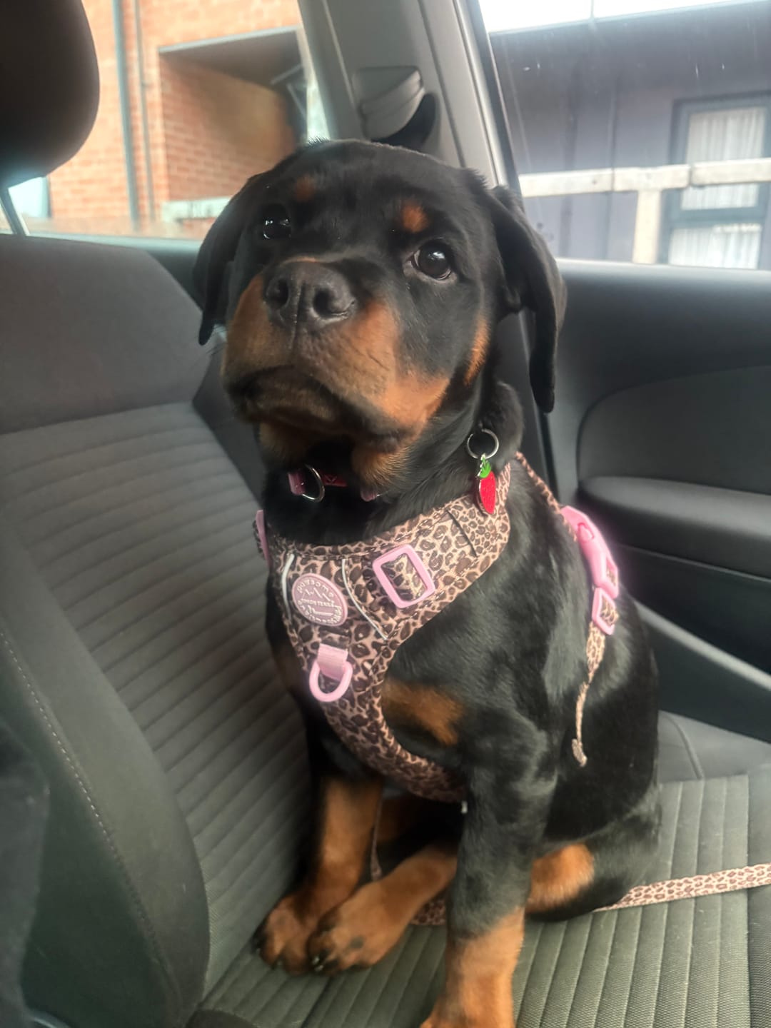 Customer photo review of Tough Trails™ Harness -  Leopard Print