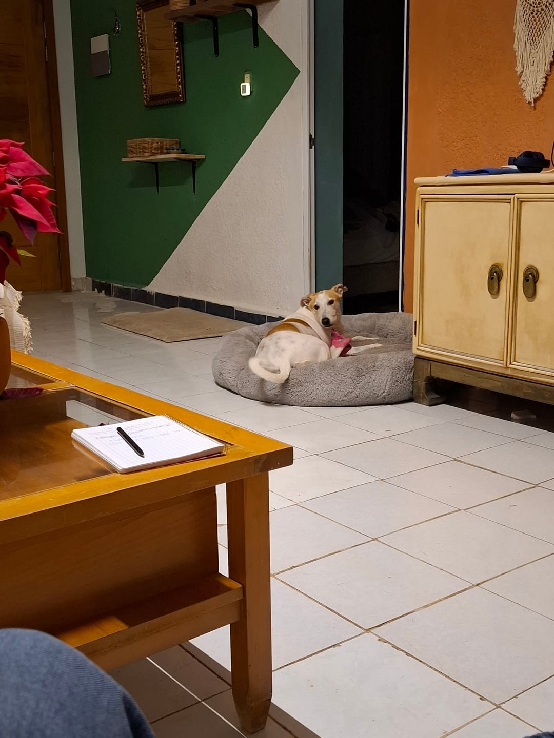 Customer photo review of Cama Sofá para Perros