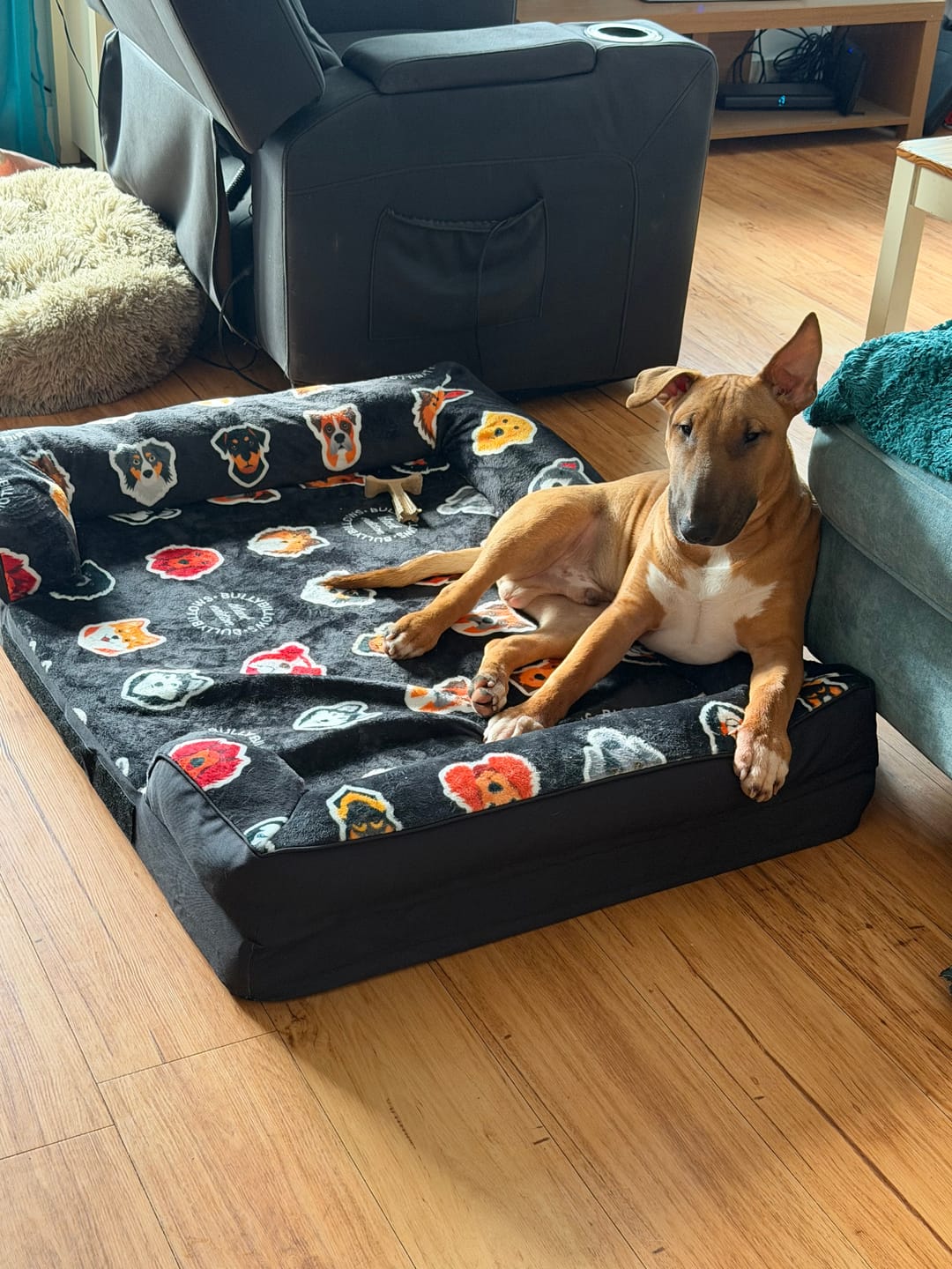 Customer photo review of Luxury Dog Bed - Black Edition | Add your dogs name