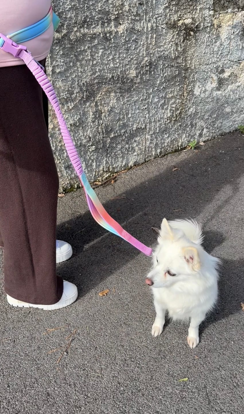 Customer photo review of Multipurpose Seatbelt Handsfree Leash & Poop Bag Holder Set - Pastel Icing