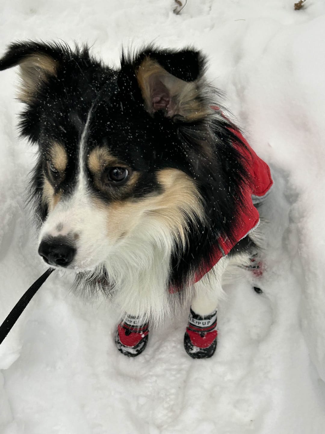 Customer photo review of AIR PUP SOCKS / BOOT LINERS
