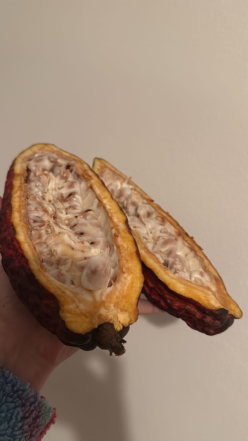 Customer photo review of Kakaofrucht naturbelassen