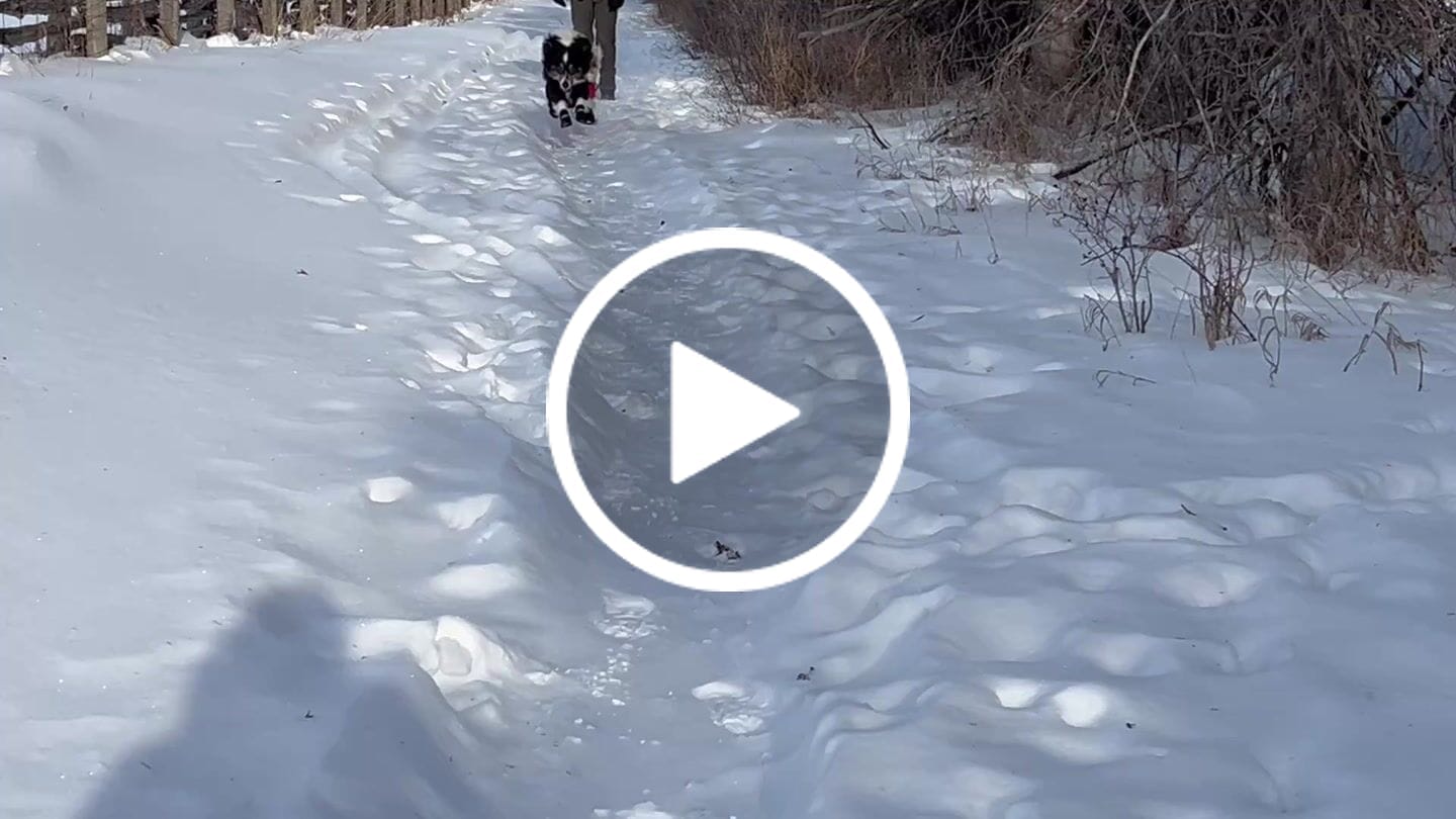 Customer video review of AIR PUP SOCKS / BOOT LINERS