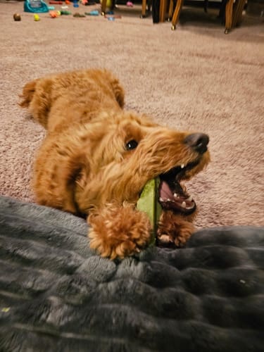 A customer's fluffy dog lies on a carpet, eagerly chewing a green Long-Lasting Yak Chew.