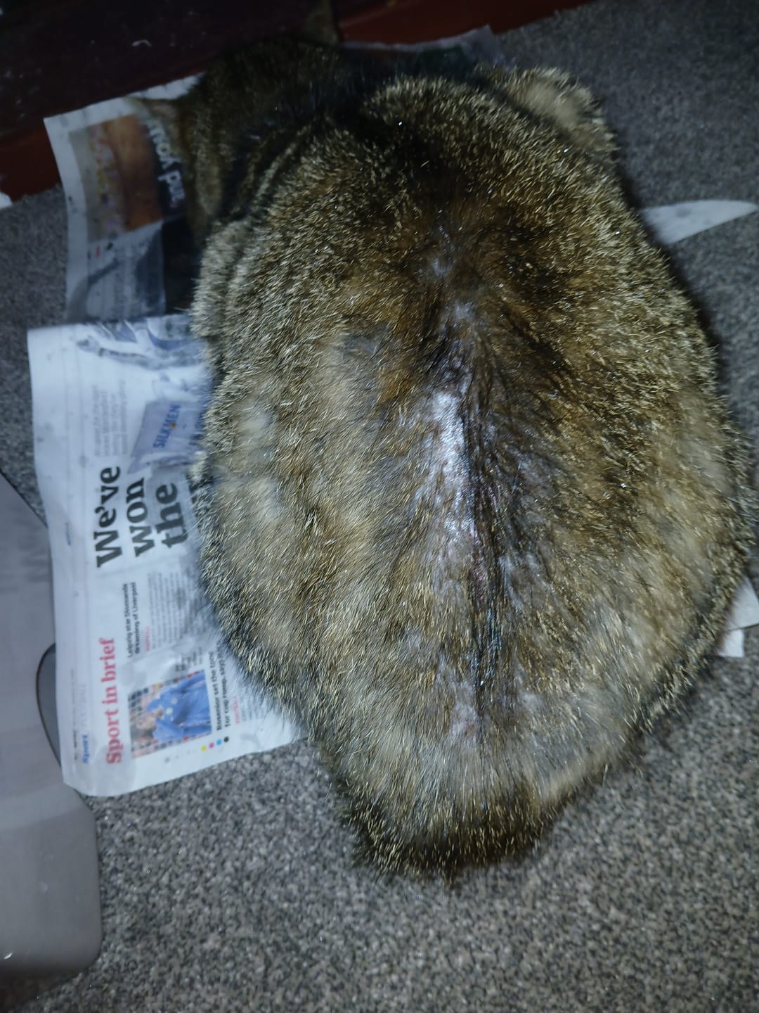 Customer photo review of Cat Gel