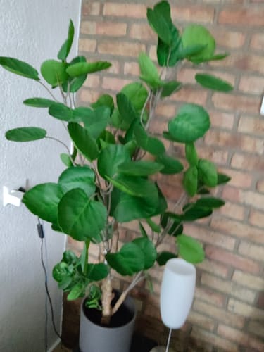 Customer photo review of Monstera Kunstplant 32cm
