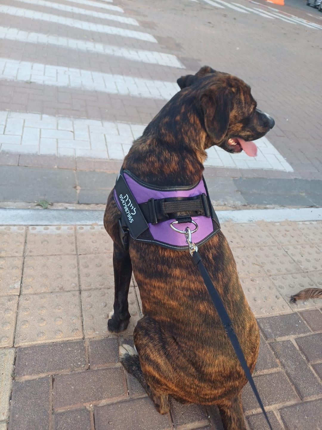 Customer photo review of רתמת SafeWalk® No-Pull – מומלצת על ידי מאלפים למניעת משיכות ורוגע בכל טיול