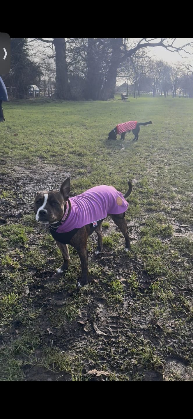 Customer photo review of Staffordshire Bull Terrier 1935® Fleece Coat - Purple