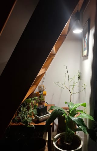 Customer photo review of Pianta Grow Light LED Bulb
