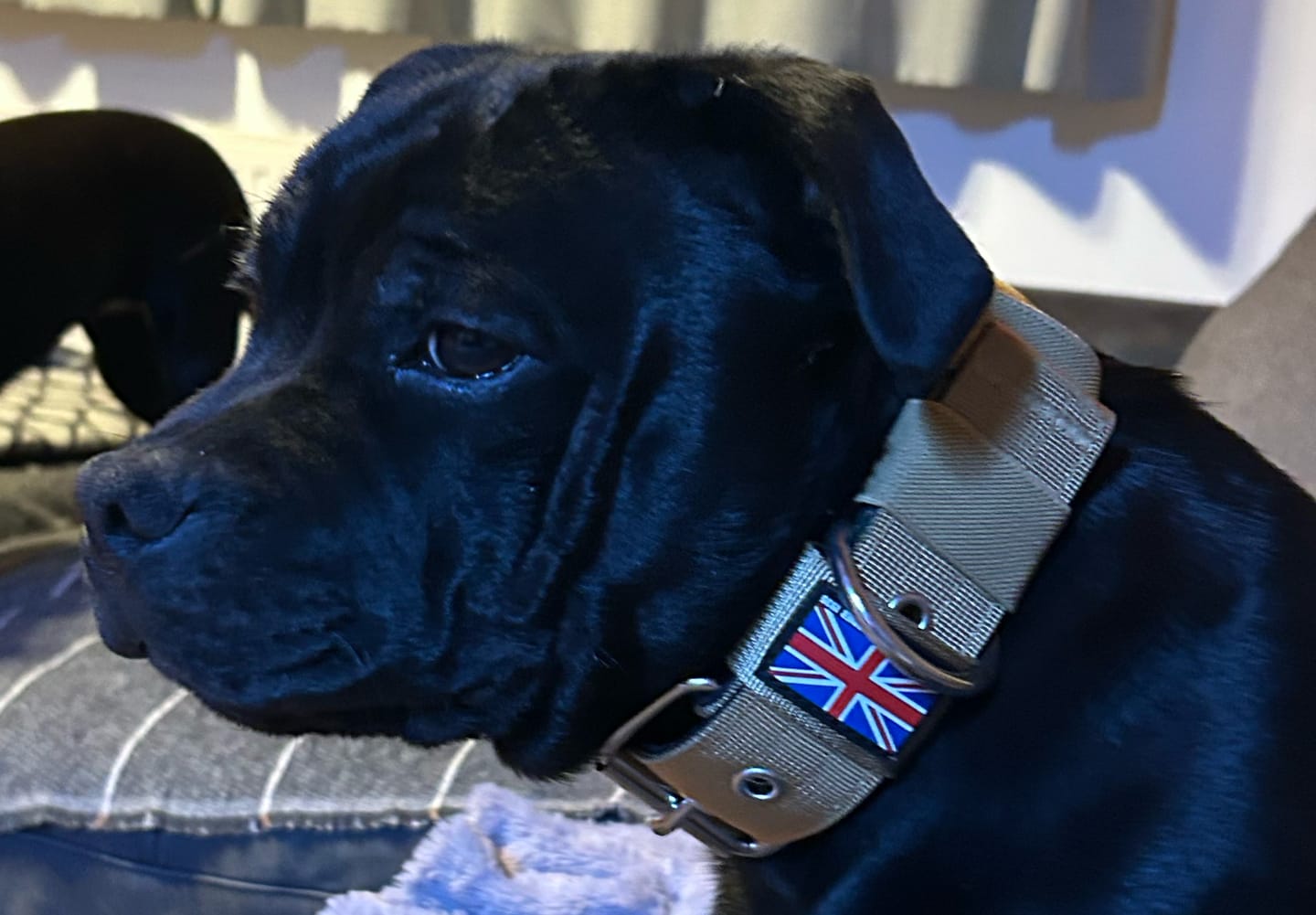 Customer photo review of Staffordshire Bull Terrier 1935® Nylon Collar - Tan