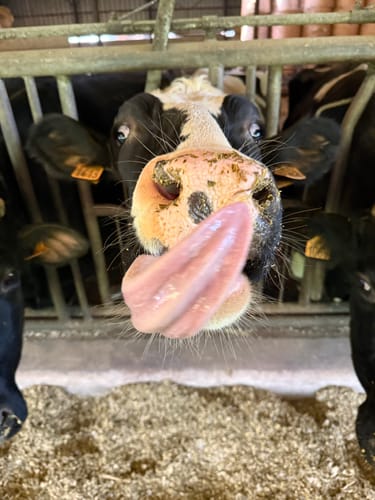 Customer photo review of Display Pokémon Japonais – MEGA Dream ex M2A (High Class Pack 2025) Japonais