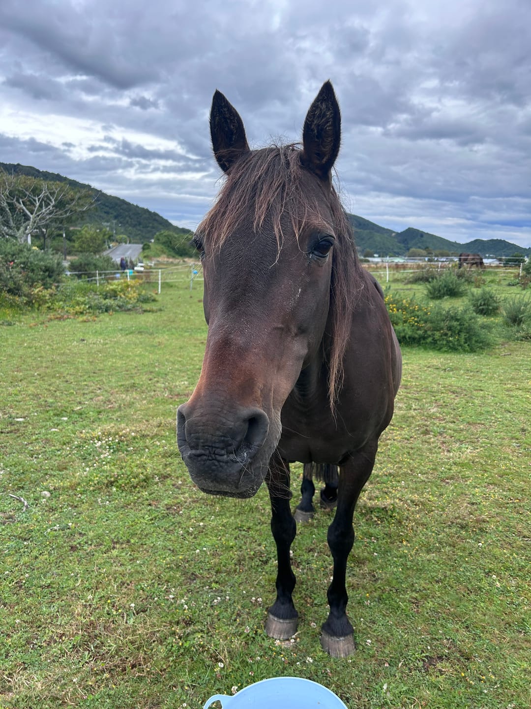 Customer photo review of Fourflax Equine Bone & Joint Oil