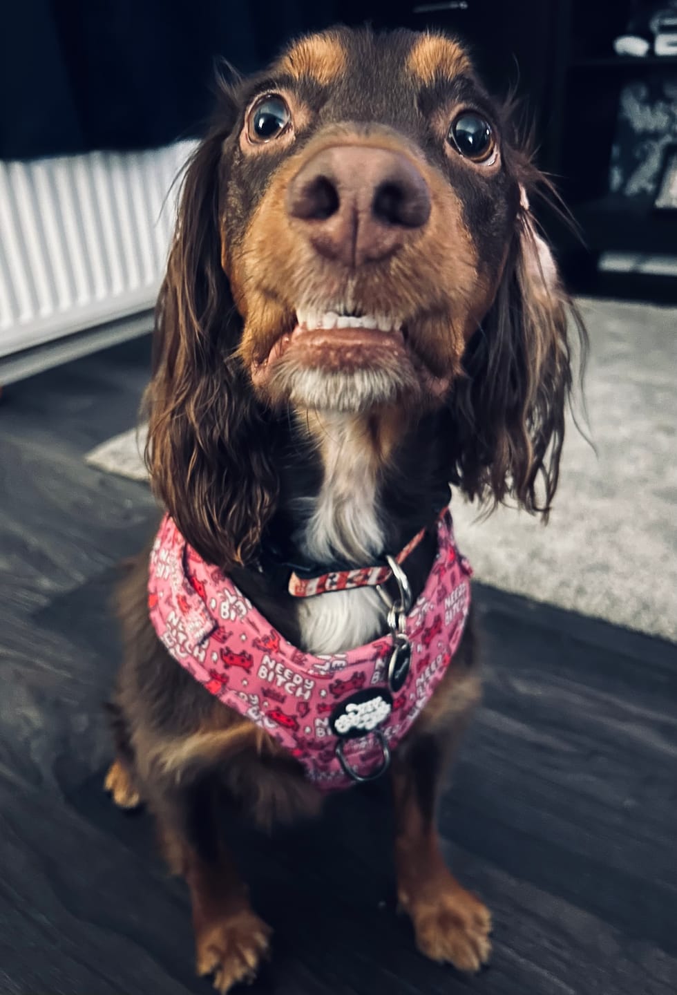 Customer photo review of Needy bi**h harness