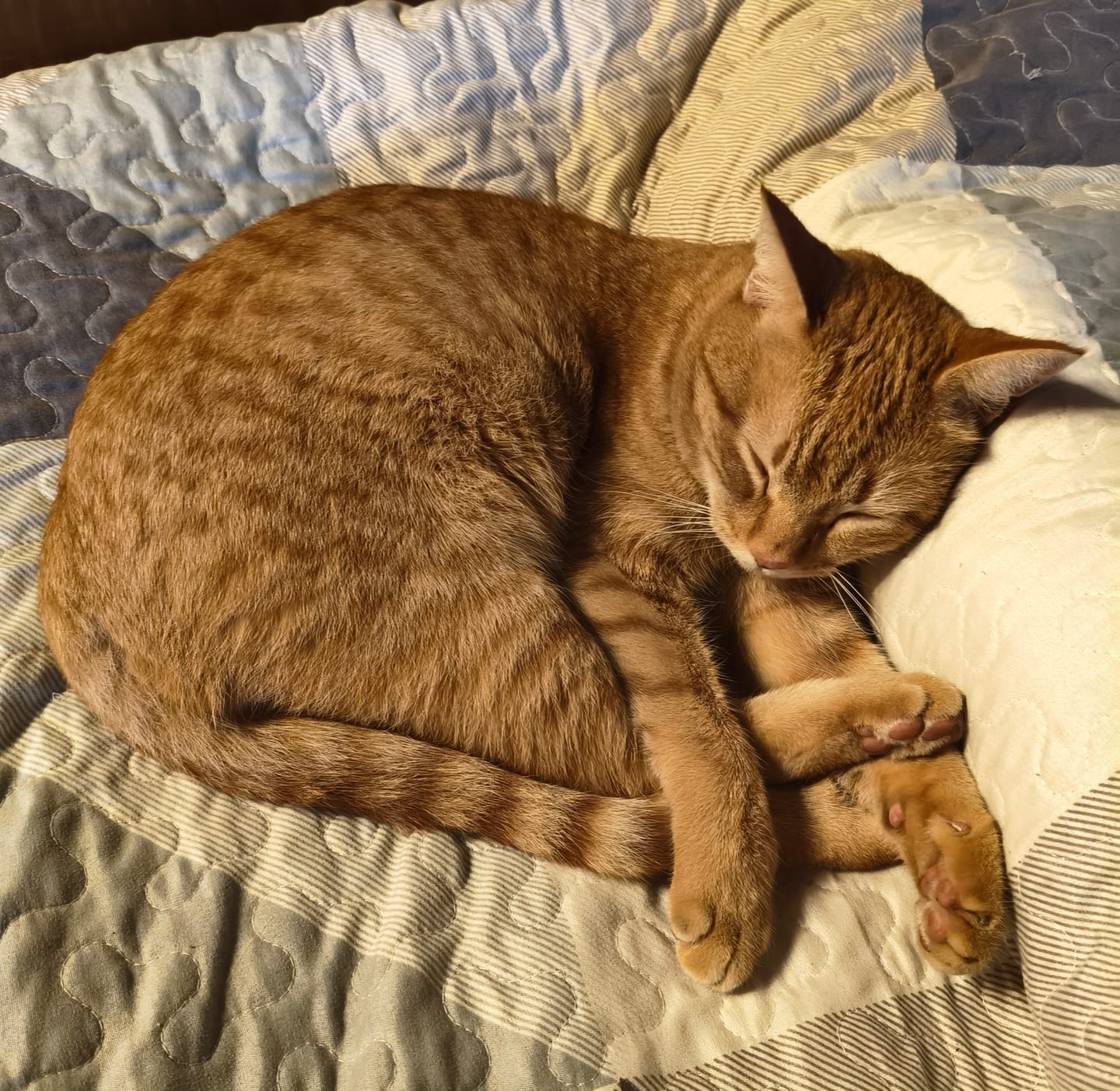 Customer photo review of Grain Free Cat Adult