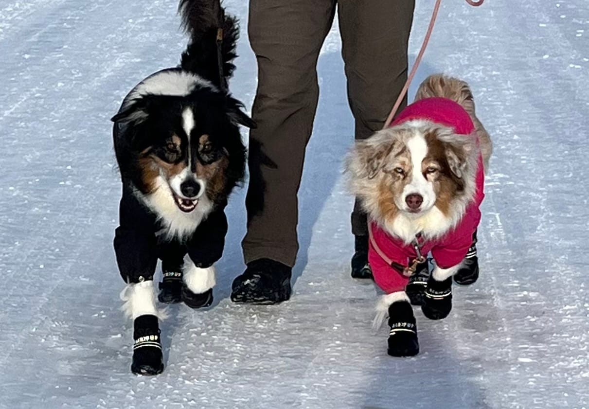 Customer photo review of AIR PUP DOG BOOTS - SET OF 4