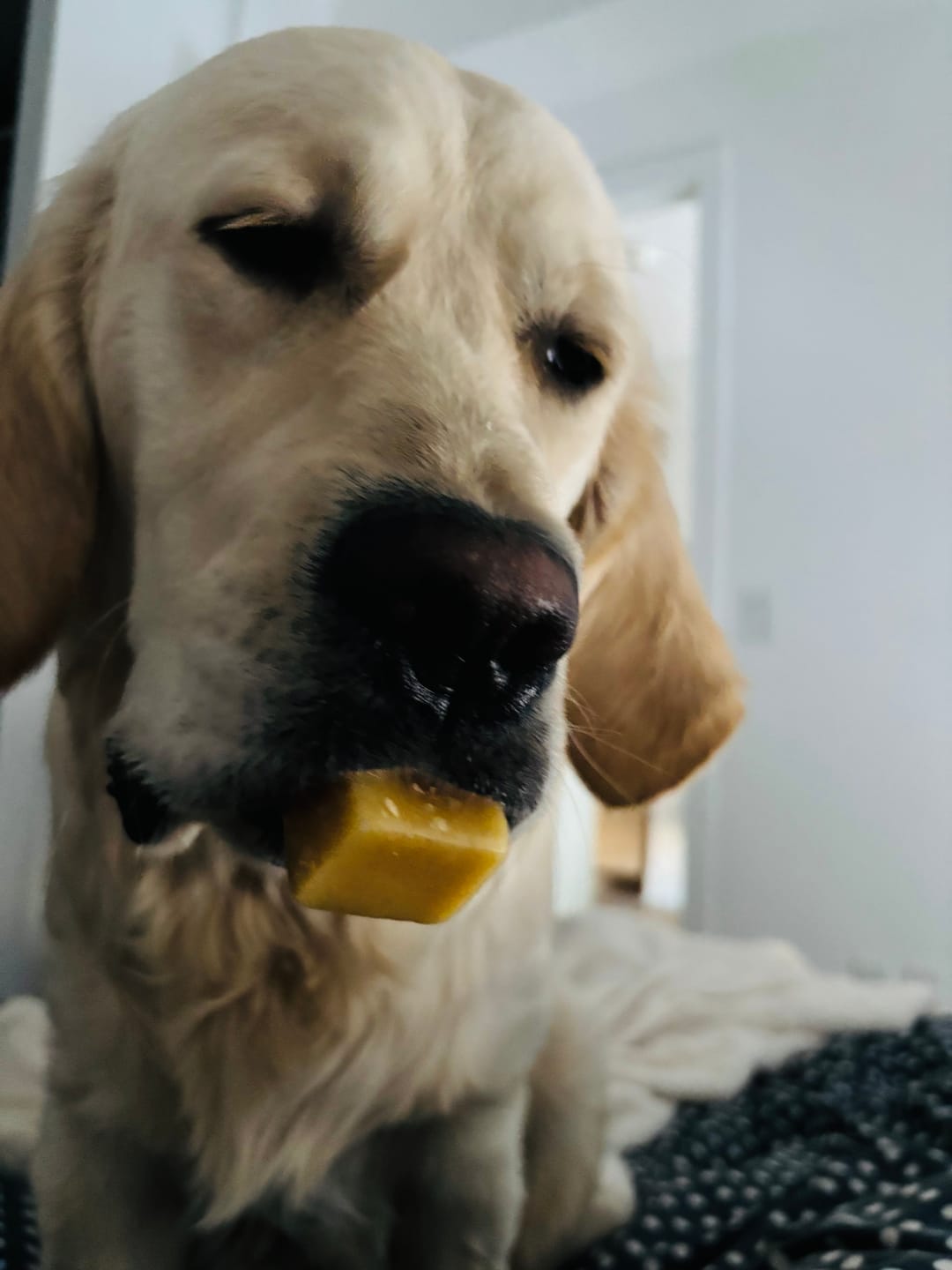 Customer photo review of Himalayan Yak Chew (LARGE)