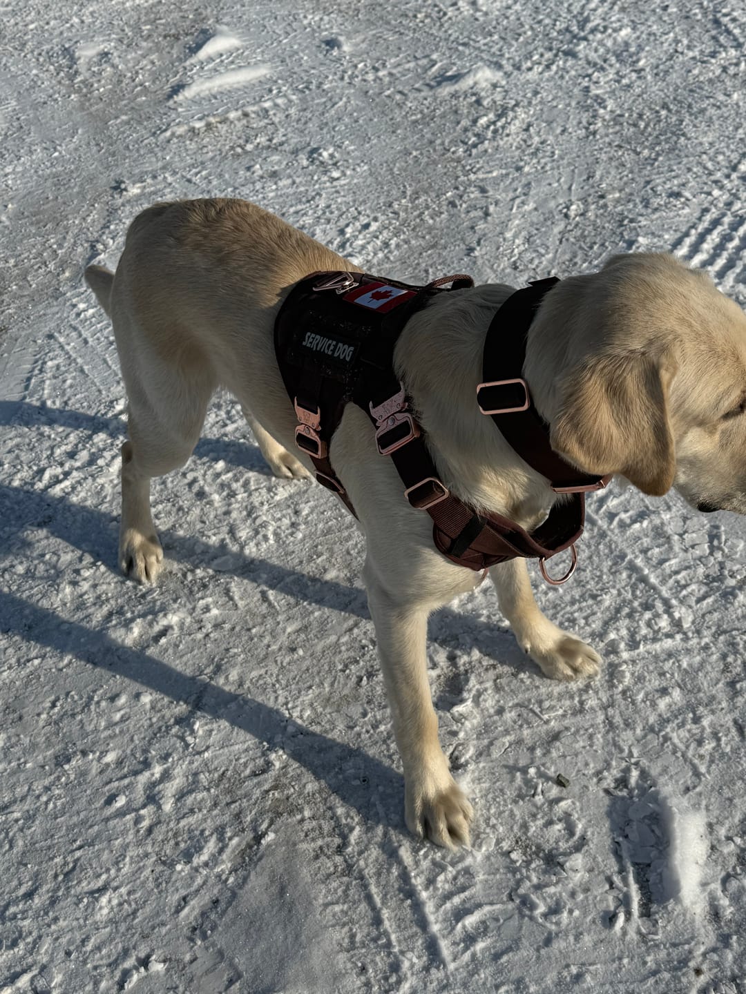 Customer photo review of 2" Tacti Luxe Dog Collar - Rose Gold - Chocolate