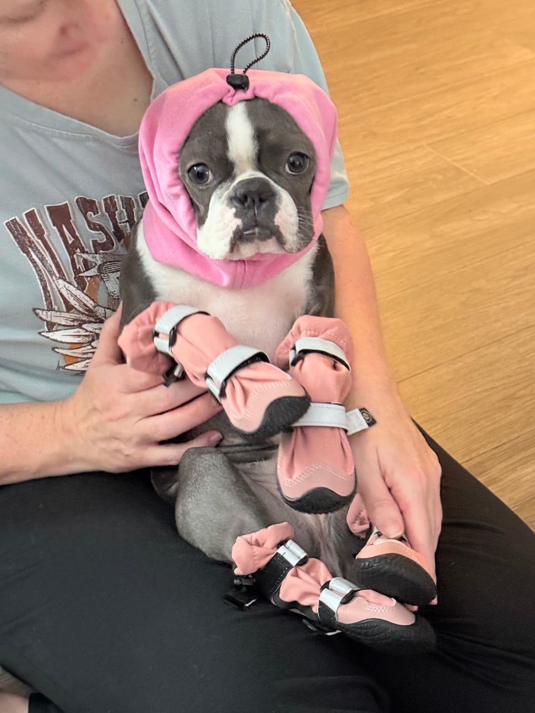 Customer photo review of Anxiety Calming Dog Earmuff Protector