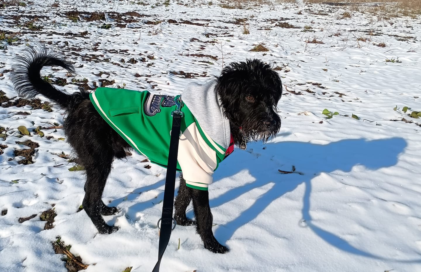 Customer photo review of Dog Varsity Jacket - Green