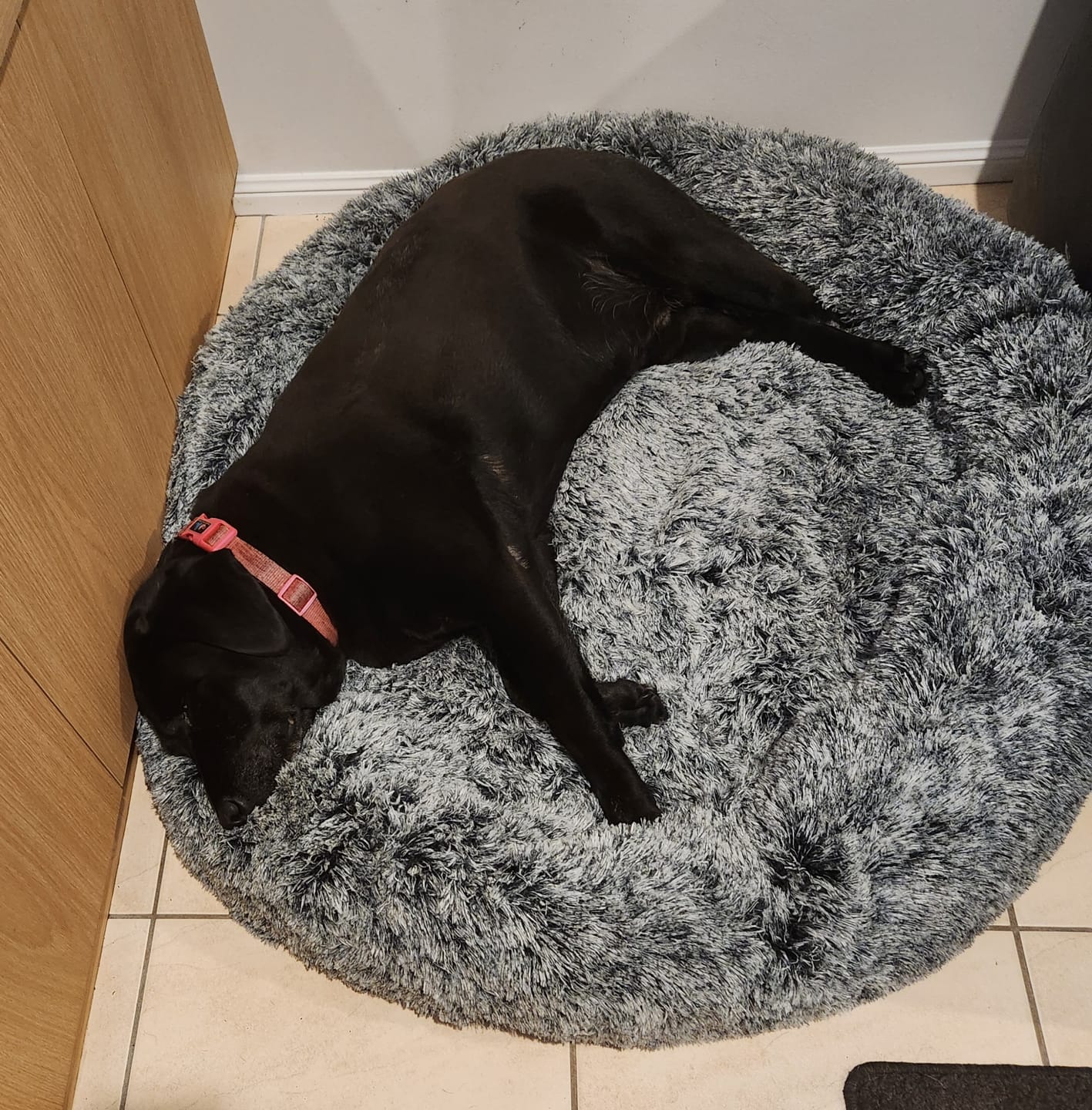 Customer photo review of Calming Pet Bed with Removable Cover