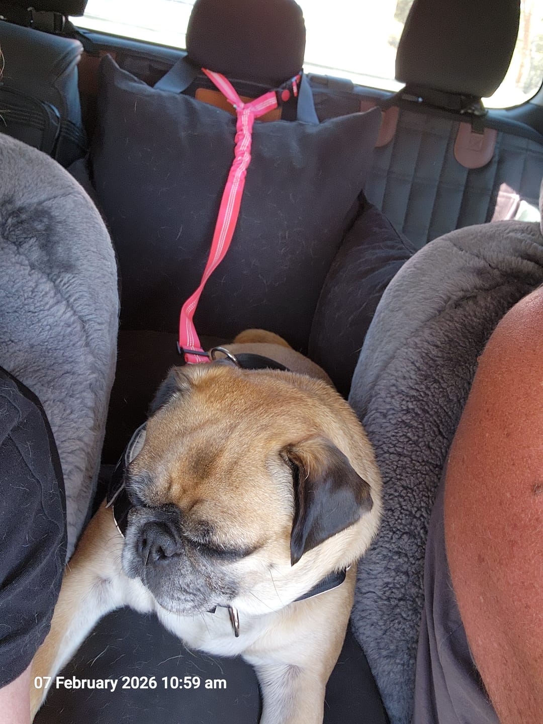Customer photo review of Dog Car Carrier & Car Seat Carry Bag for Travel