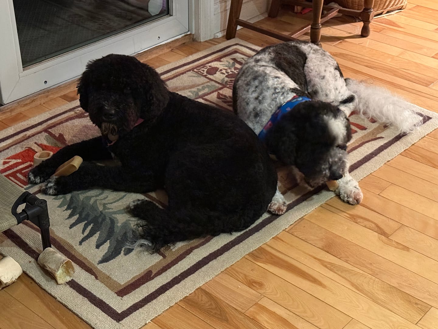Customer photo review of Himalayan Yak Chew (LARGE)