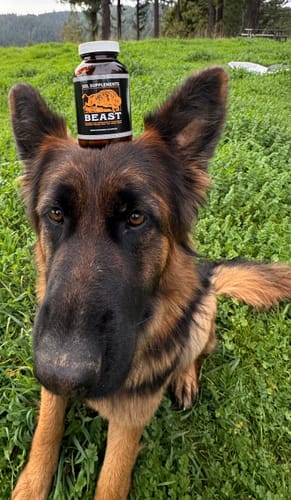 Customer photo review of Sol Supplements BEAST: Freeze-Dried Male  Bison Organ Complex