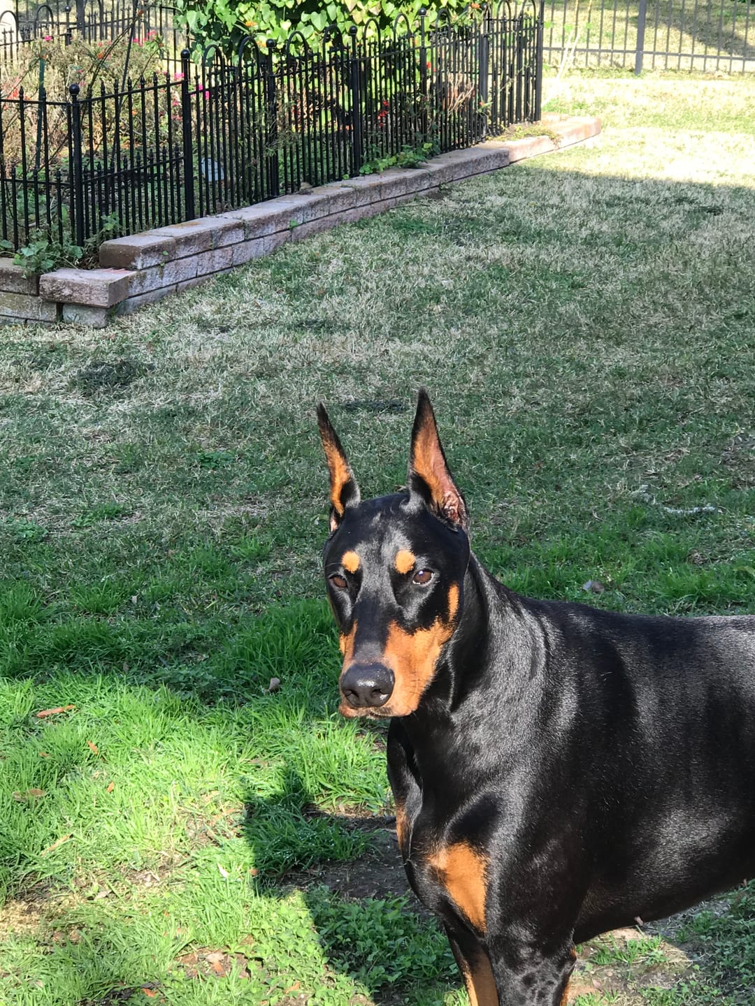 Customer photo review of 6 Inch Monster Bully Stick
