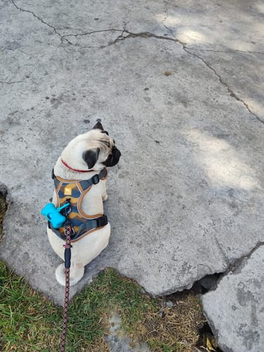 Customer photo review of CT8019 1 Pieza De Pechera Para Mascota