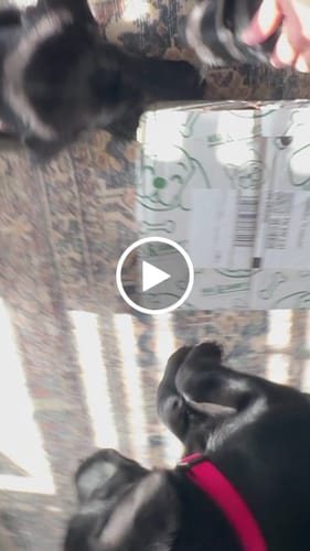 Customer video review of Smoked Beef Marrow Bone