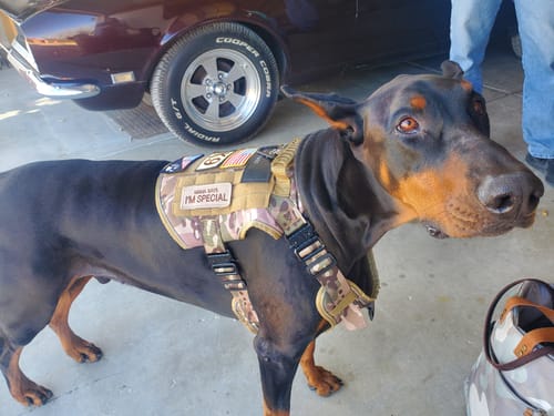 Customer's Doberman wearing a harness with several hook & loop patches, including 'Mama Says I'm Special'.